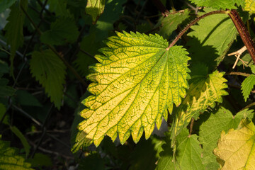 Field nettle flower in village