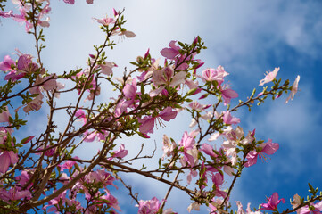 Branches of a flowering and fragrant tree Bauhinia variegata. Israel. Spring.