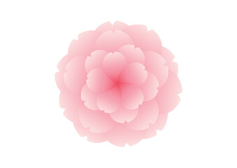 Cherry blossom flowers background. Sakura  pink flowers background.