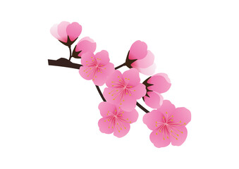 Cherry blossom flowers background. Sakura  pink flowers background.