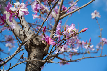 Branches of a flowering and fragrant tree Bauhinia variegata. Israel. Spring.