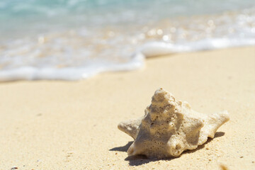 Fototapeta na wymiar Seashell on the sandy shore, against the backdrop of blurry waves. Seashell on the beach on a sunny day, postcard. Copy space.