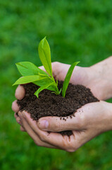 Man hands with plant and soil. Selective focus.