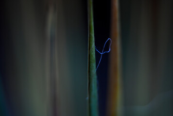 Macro photography of plants in sunny spring day.