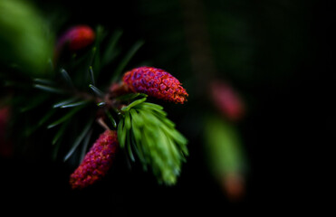 Macro photography of plants in sunny spring day.