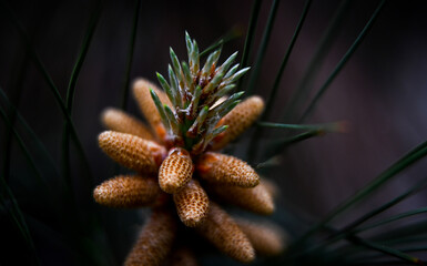 Macro photography of plants in sunny spring day.