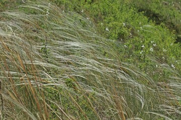 Federgras (Stipa cf. pulcherrima) in Mainfranken.