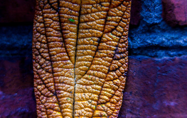 Macro photography of plants in sunny spring day.