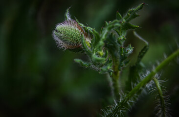Macro photography of plants in sunny spring day.