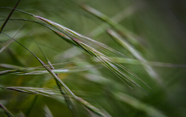 Macro photography of plants in sunny spring day.