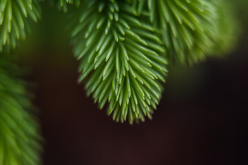 Macro photography of plants in sunny spring day.