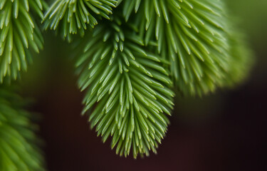 Macro photography of plants in sunny spring day.