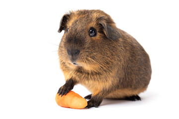 Cute little brown guinea pig with carrot isolated on a white background