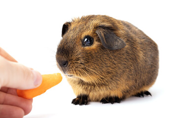 Female hand with carrot feeding brown guinea pig isolated on a white background