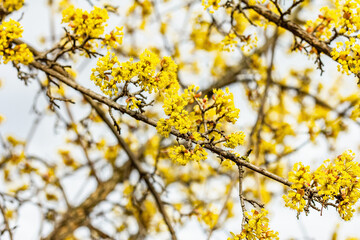 Flowering dogwood tree against a cloudy sky. Traditional spring blooming. Beautiful background