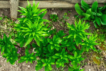 Young leaves of Fritillaria imperialis in the garden. Spring seasonal of growing plants. Gardening concept