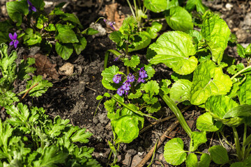 Blooming violet flowers in the garden. Spring seasonal of growing plants. Gardening concept background