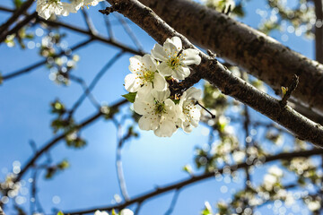 Blooming cherry tree in the garden. Spring seasonal of growing plants. Gardening concept