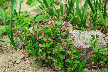 Blooming Pulmonaria (lungwort) bushes. Young flowers with decorative stones. Gardening background