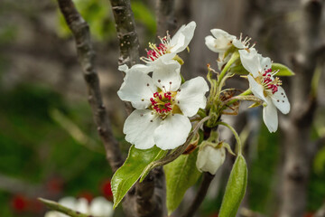 Blooming pear tree in the garden. Spring seasonal of growing plants. Gardening concept