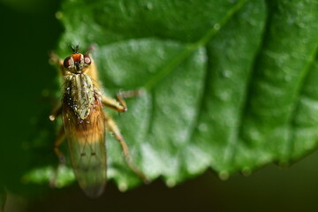 fly on leaf