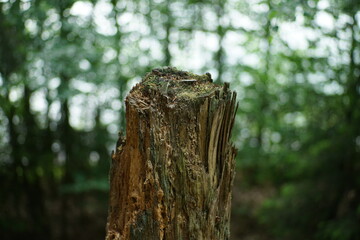 Im Wald unterwegs, Ausschnitt der stimmungsvollen Natur