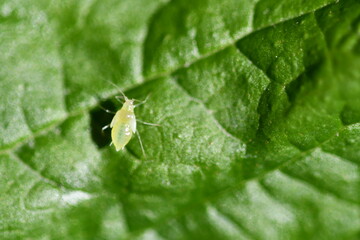 insects: aphid, plant-louse
