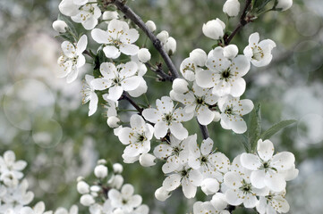 Flowers of the cherry blossoms on a spring day close-up