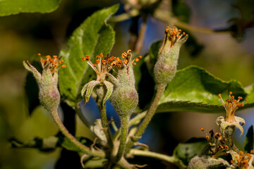 Apple ovary. Apple blossom after flowering. After flowering, fruits are formed. Selective focus.