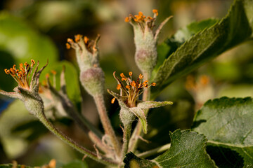 Apple ovary. Apple blossom after flowering. After flowering, fruits are formed. Selective focus.