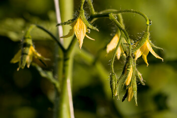 Yellow tomato flowers. Buds and flowers of tomato. Selective focus.