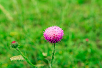 beautiful purple thistle flower close-up against blurred spring landscape