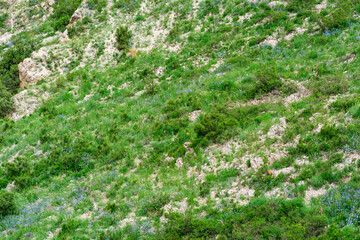 landscape with spring grassland on on the mountain slope