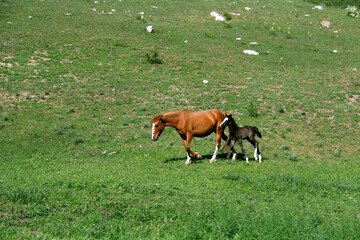 Naklejka na ściany i meble A red horse with a dark brown foal is walking along the green slope of the mountain, grass and white stones are on the slope, spring, sunny