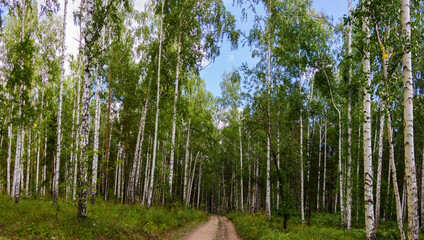 Birch forest in summer. A road in the forest.