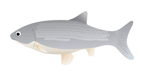 Big grey fish. vector illustration