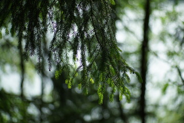 Im Wald unterwegs, Ausschnitt der stimmungsvollen Natur, Ast einer Fichte, Picea abies