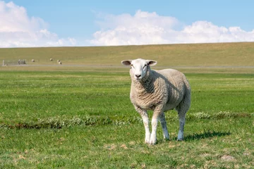 Badkamer foto achterwand Sheep in the meadow, Sylt, Schleswig-Holstein, Germany © eyetronic