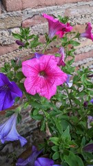 pink flowers in the garden