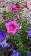 pink and yellow flowers