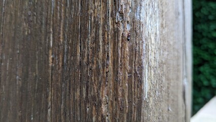 old wooden fence