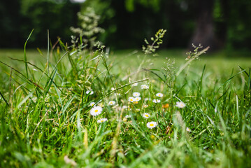 Wild daisies in  the grass