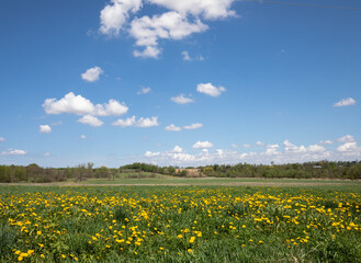 Rural Ontario field  in May