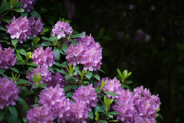 Blühender Rhododendron in einem Park oder Garten mit Bäumen