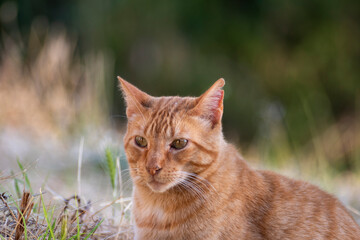 Retrato de gato naranja en el campo