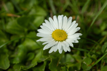Fototapeta premium Daisy flower close up