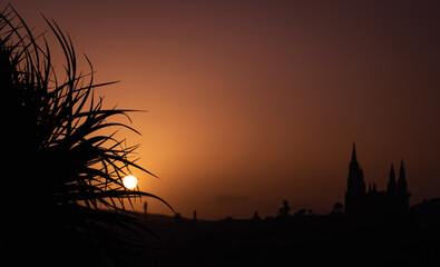 silhouette of a tree