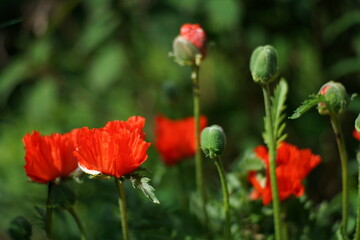 Rot blühender Mohn, Klatschten im späten Frühling in einem Garten