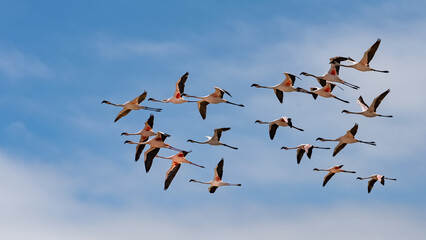 Flock of pink flamingos flying in Namibia, beautiful birds
