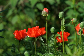 Rot blühender Mohn, Klatschten im späten Frühling in einem Garten